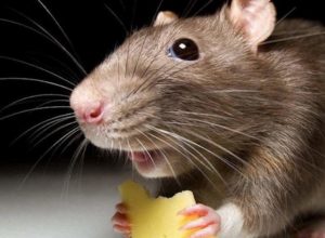 Как избавиться от крыс в частном доме: 5 эффективных народных средств